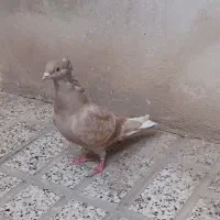 کفتر دم سفید