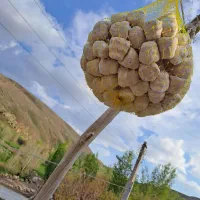 کشک محلی وپونه کوهی