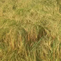 فروش کاه یا کولش برنج
