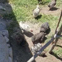 17 عدد مرغ خونگی دونه ای1100