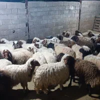 بر نر بتونی پروار صادراتی