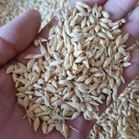 آسیاب و خوراک دام و طیور