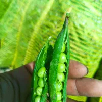 نخود فرنگی درجه یک