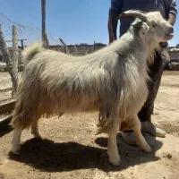 پازن  گوسفند