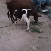 گاو