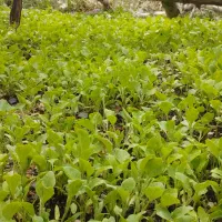 تولکی تماته فلفل  بادمجان