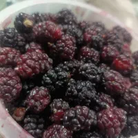 شاتوت تازه چیده شده