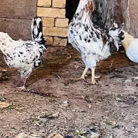 مرغ گلین ولهستانی