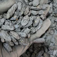 انواع مویز، سایز لوکس تا معمولی