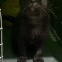 پیشی