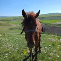 کوره 15ماهه نریون