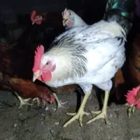 فروش خروس محلی