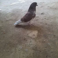 گرگی بالا نر