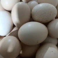 تخم مرغ محلی