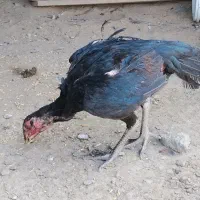 مرغ و خروس لاری