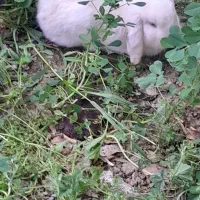 یک جفت خرگوش لوپی گوش افتاده چشم رنگی