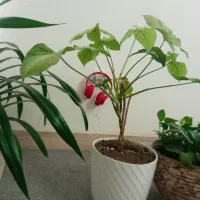 گل خرگوشی و پاندانوس
