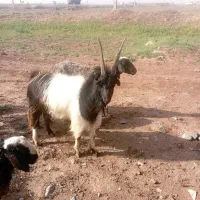 نر بز معاوضه با گوسفند