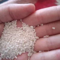 برنج نیم دانه