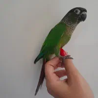 گرینچیک سخنگو فول دستی