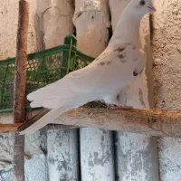 شکار