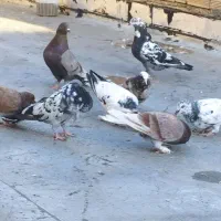مقداری کبوتر به فروش می‌رسد