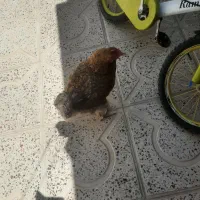 مرغ