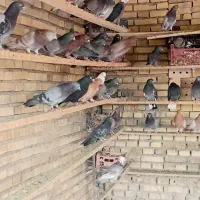 کبوتر|پرنده|قشم, |دیوار