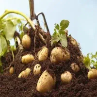 سیب زمینی
