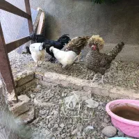 مرغ وخروس زینتی