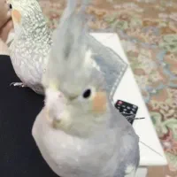 دو عدد عروس هلندی ماده آماده جفت گیری