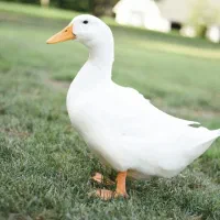فروش یک جفت اردک نرو ماده سالم و سرحال