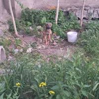 سگ اصیل