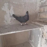 کفتر|پرنده|کرج, پیشاهنگی|دیوار