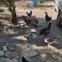 مرغ و خروس گلین