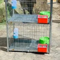 قفسه یا جفت کنی کبوتر