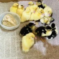 جوجه اردک اسرائیلی و بالغ، اردک کاکلی
