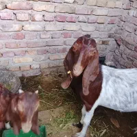 حیوانات