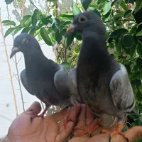 کفتر پلاکی