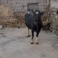 گاو ماده برای قربانی کردن