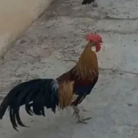 مرغ و خروس و جوجه