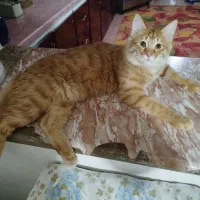 واگذاری گربه نارنجی