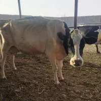 یک راس گاو هلشتاین