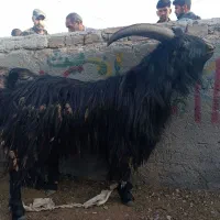 یک خلوی دوسال