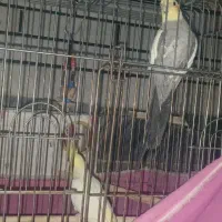 عروس هلندی نروماده