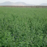 یونجه خشک بیستون