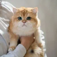 مجموعه دکتر نادری ((گربه های بریتیش))