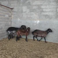 گوسفند نر