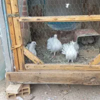 تعداد ۳ عدد کبوتر چتری به همراه ۲ عدد جوجه پر دار
