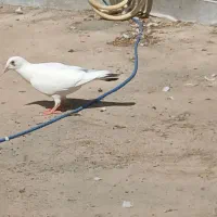 جوجه دم سبز گ.م.ش.ده امروز عصر